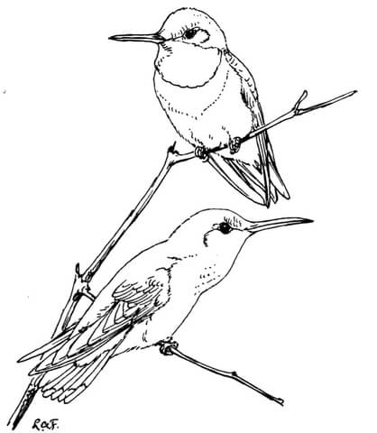 Two Ruby Throated Hummingbirds Coloring Page